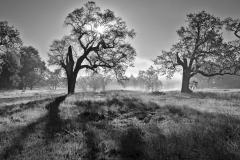 Shadows of Oaks